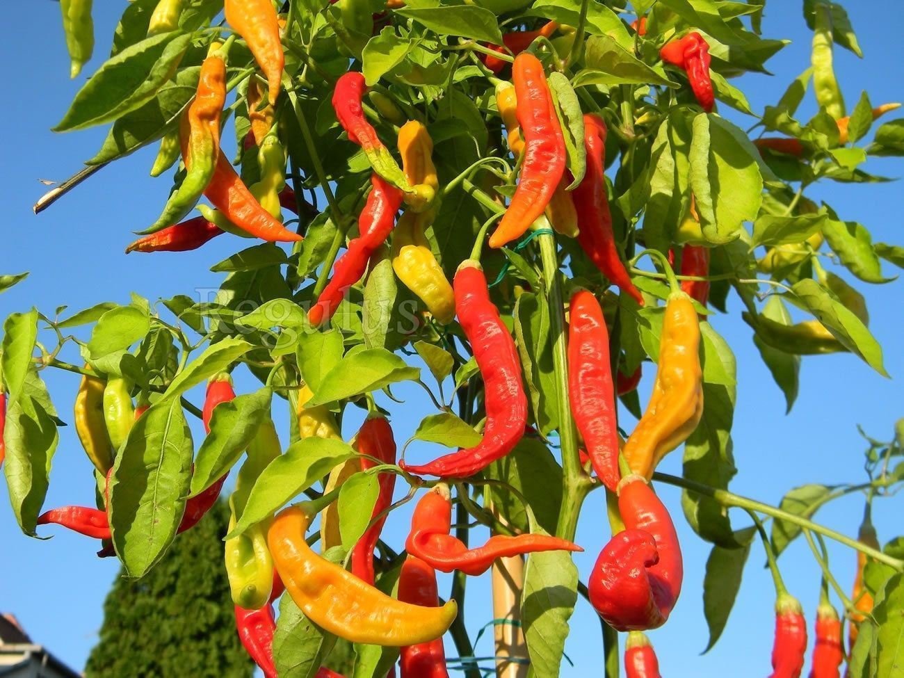 Aji Brazilian Dedo de Marco peppers growing from seeds with finger-like yellow pods